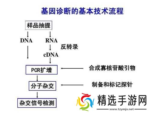 杂交：RNA 与 cDNA 的奇妙交融