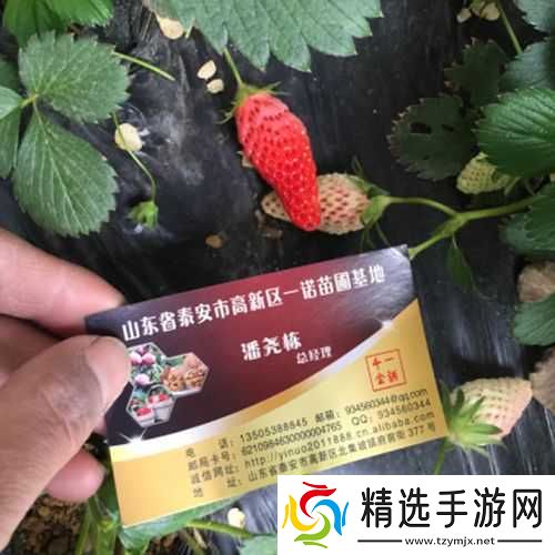 成都香蕉草莓科技有限公司：打造优质科技产品