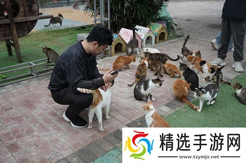 永恒之塔携手玩家登陆“上海猫岛”参与公益项目关爱社区流浪猫