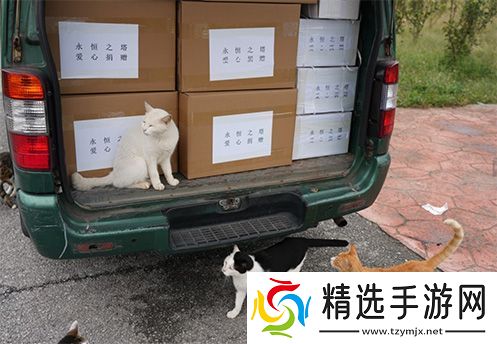 永恒之塔携手玩家登陆“上海猫岛”参与公益项目关爱社区流浪猫