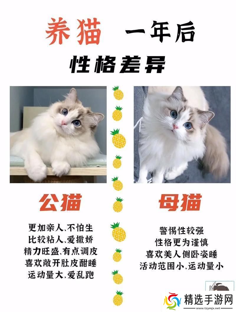 猫界翘楚大对决