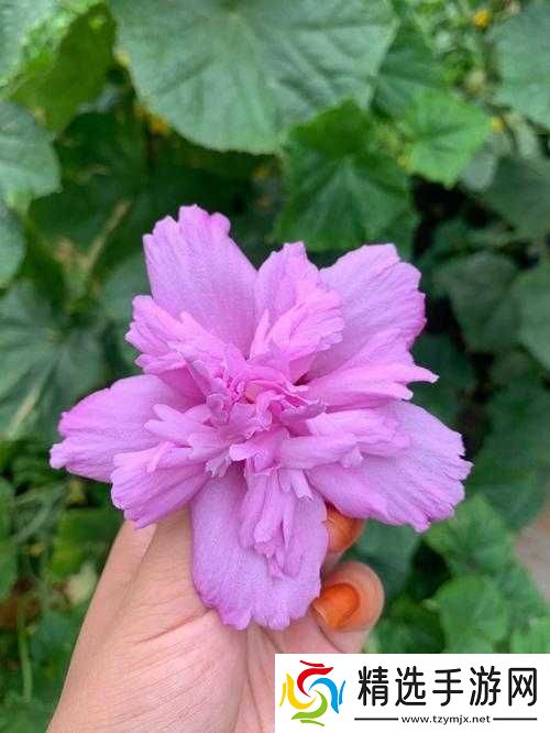 吃花核心流水喝