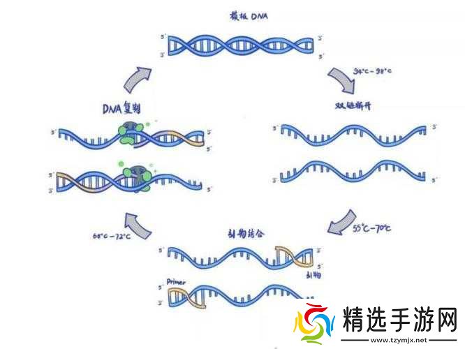 DNA