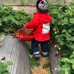 拔萝卜又叫又疼！某明星在农场被曝光采摘时手指被刺伤