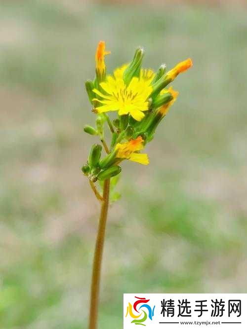 野花在线观看免费高清中文